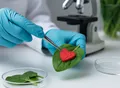 Scientists Grow Beating Human Heart Tissue Using Spinach Leaves