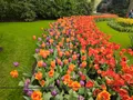Tulip Season in the Netherlands 2026: When to Go, Weather, Best Places & What to Do