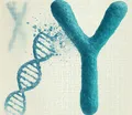 🧬 Is the Y Chromosome Disappearing? What It Could Mean for the Future of Mankind