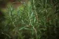 Rosemary and the Brain: How This Ancient Herb May Help Fight Alzheimer’s Disease